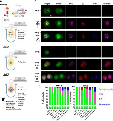 Characterization of 3D heterocellular spheroids of pancreatic ductal adenocarcinoma for the study of cell interactions in the tumor immune microenvironment